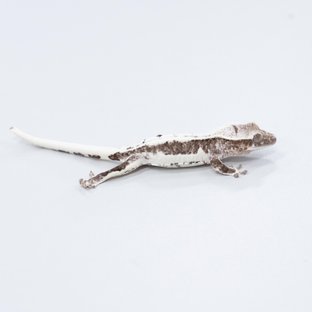 릴잔틱