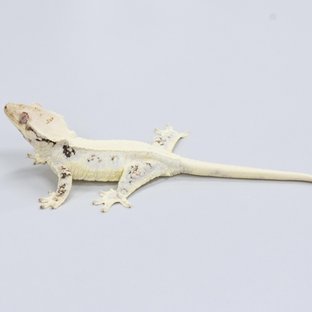 릴리화이트 100%헷초초