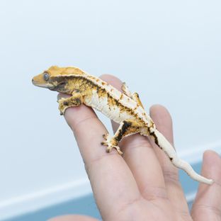 트라이 익스트림할리퀸