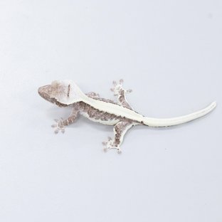 릴잔틱