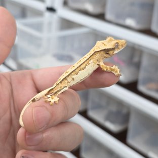 트라이 익스트림할리퀸