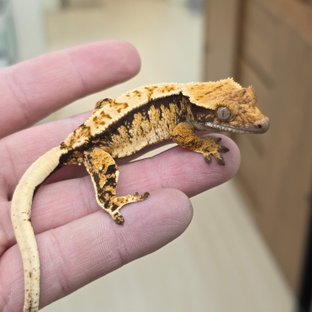 트라이 익스트림할리퀸