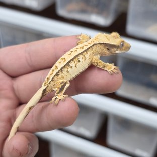 트라이 익스트림할리퀸