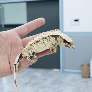 트라이 익스트림할리퀸
