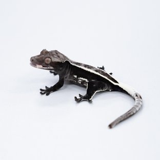 아잔틱