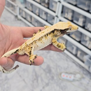 트라이 익스트림할리퀸