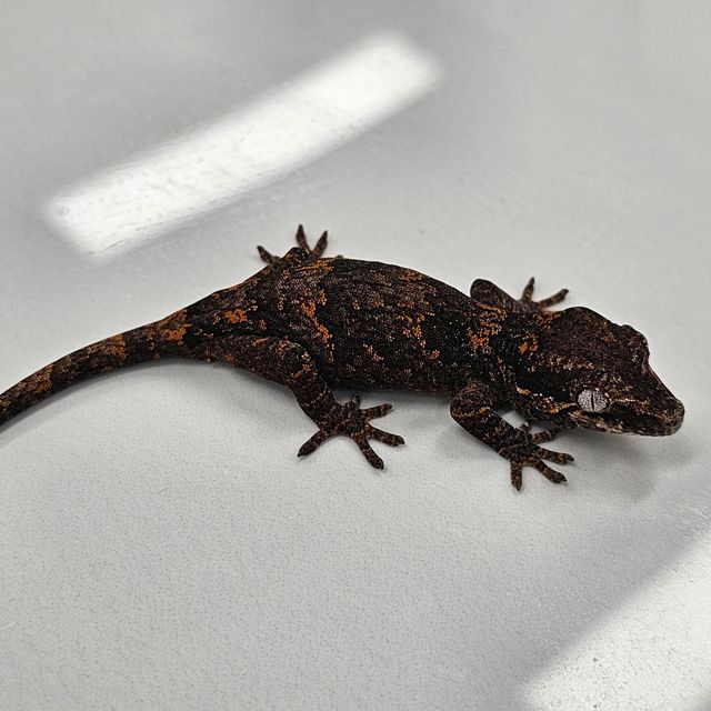 블로치드
