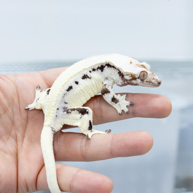릴리 세이블