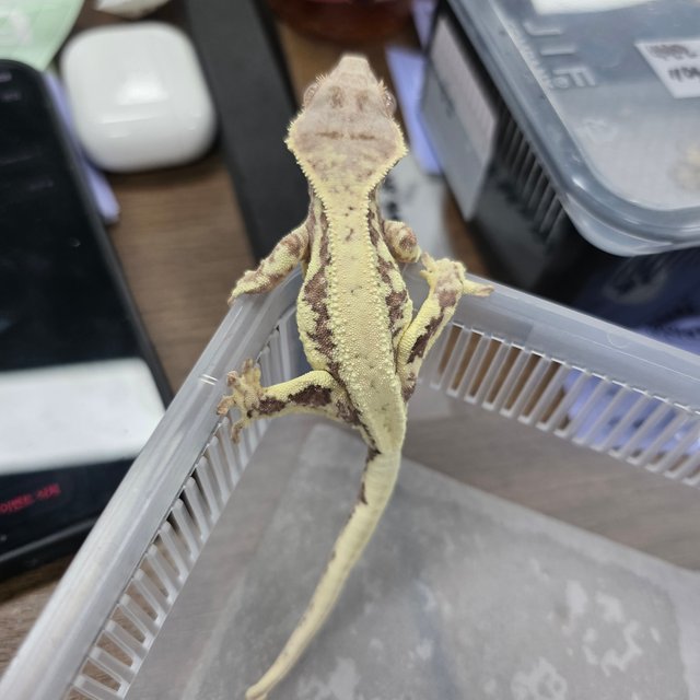 프라푸치노 100%헷아잔틱