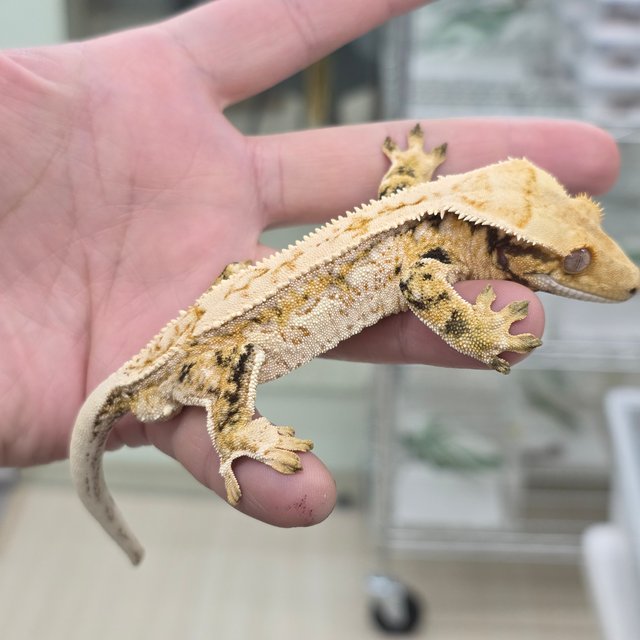 트라이 익스트림할리퀸