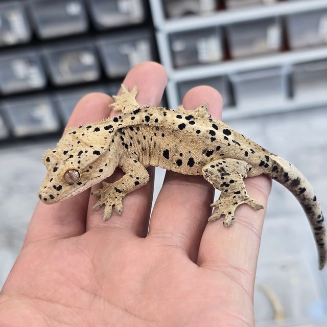 슈퍼달마시안