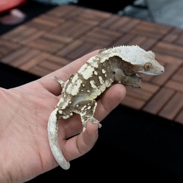 세이블