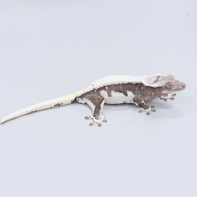 릴잔틱