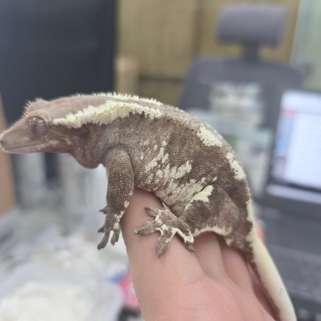 팬텀 프라푸치노