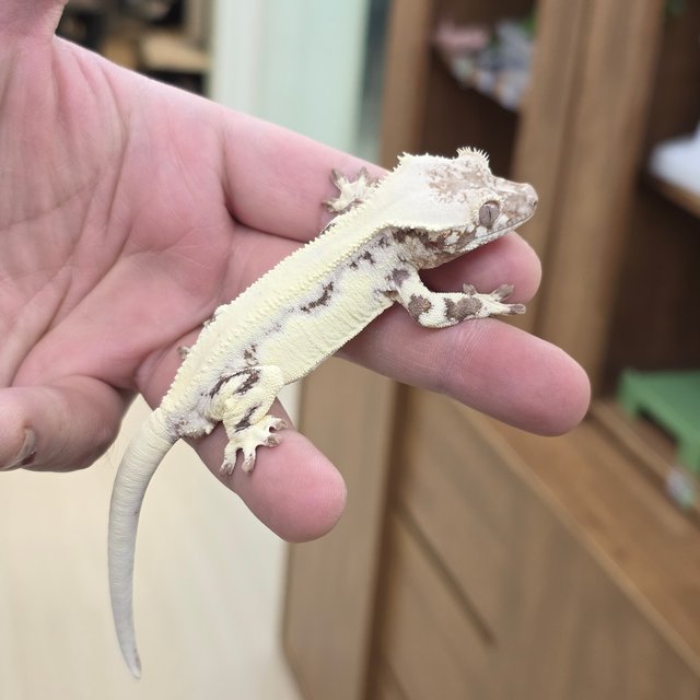 릴리 세이블 100%헷아잔틱