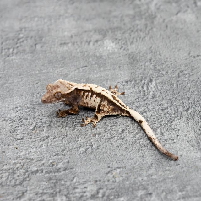 세이블