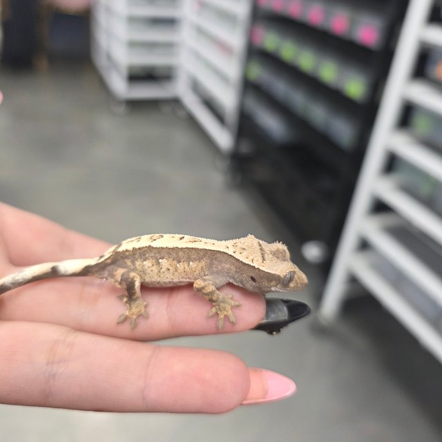 세이블 100%헷아잔틱