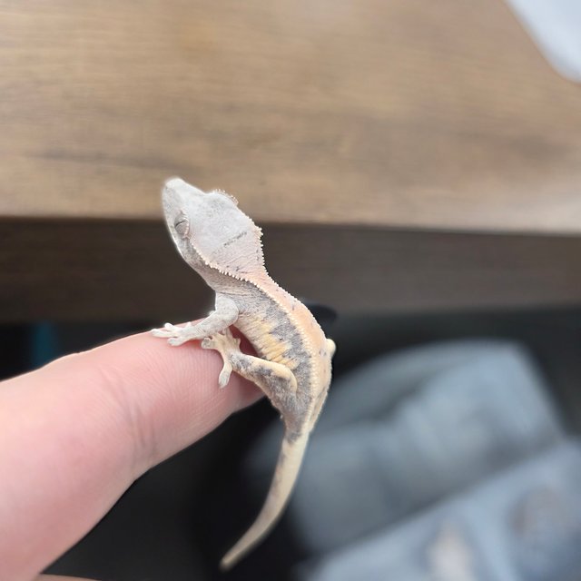 릴리 세이블 100%헷아잔틱