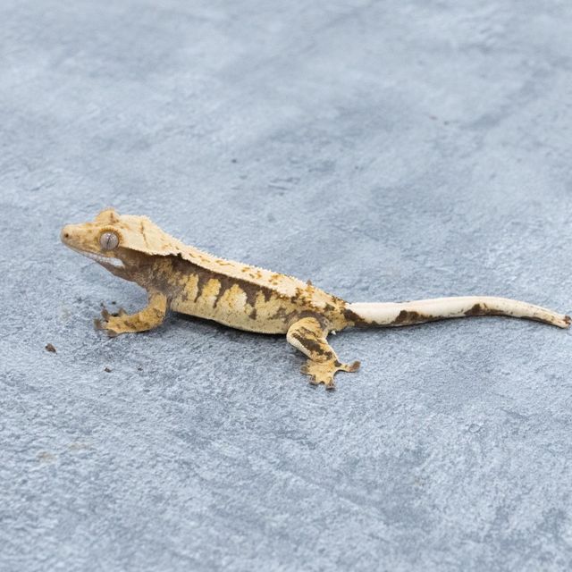 트라이