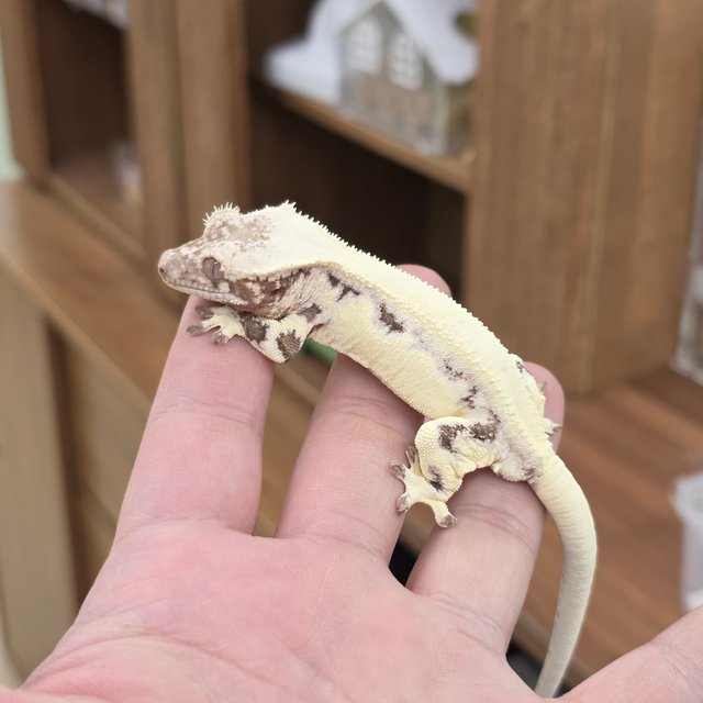 릴리 세이블 100%헷아잔틱