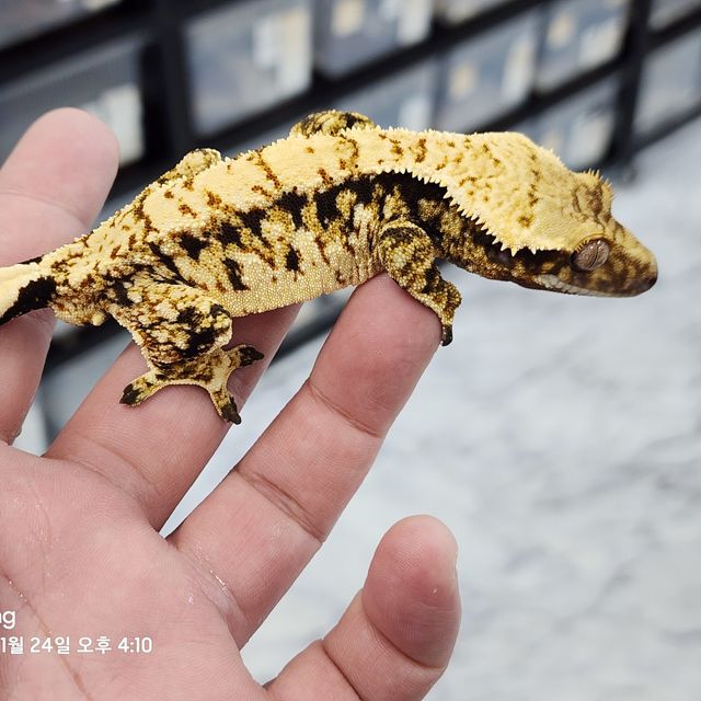 트라이 익스트림할리퀸