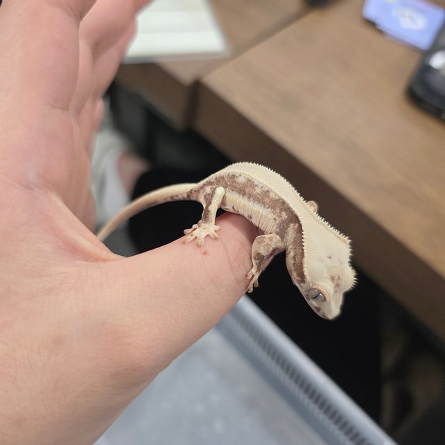 100%헷아잔틱 릴리화이트