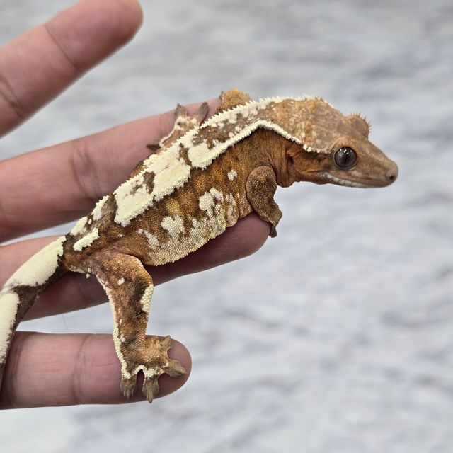 세이블