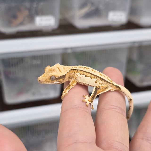 트라이 익스트림할리퀸