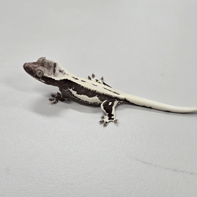 릴잔틱