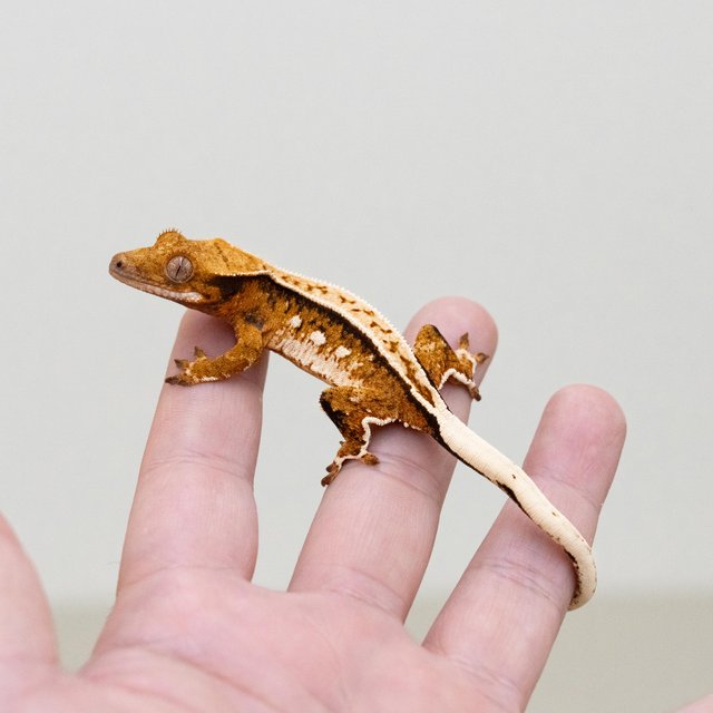 트라이 익스트림할리퀸 텐저린