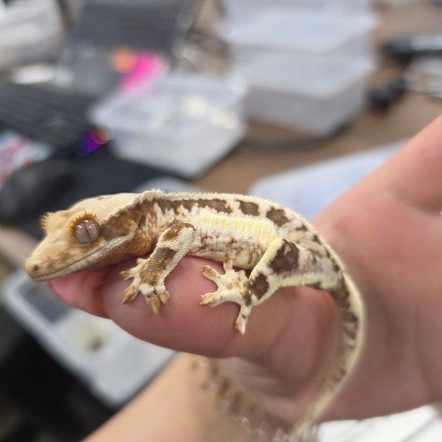 릴리화이트 100%헷아잔틱