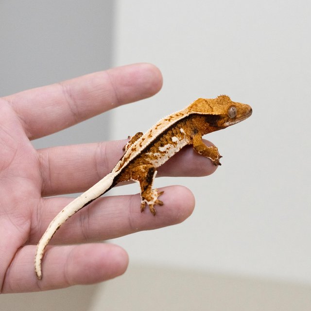 트라이 익스트림할리퀸 텐저린