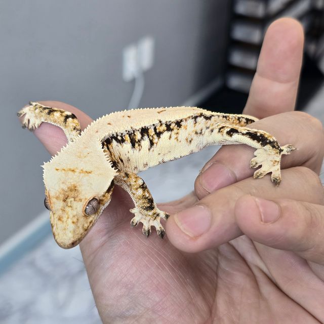 트라이 익스트림할리퀸