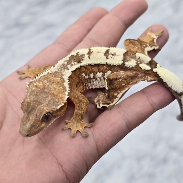 세이블