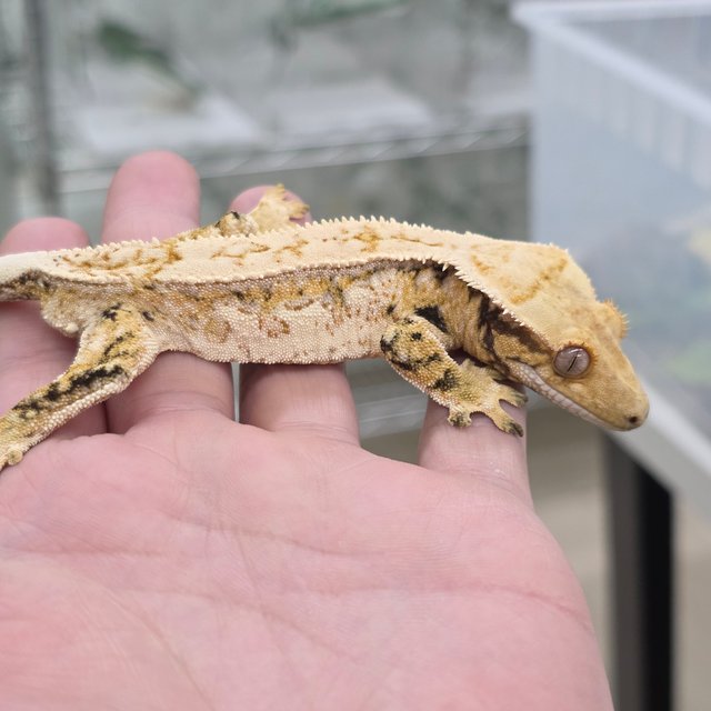 트라이 익스트림할리퀸