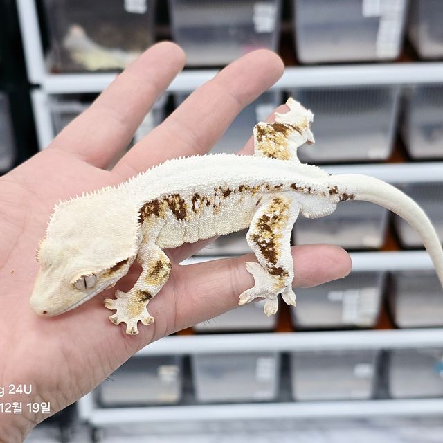 릴리화이트