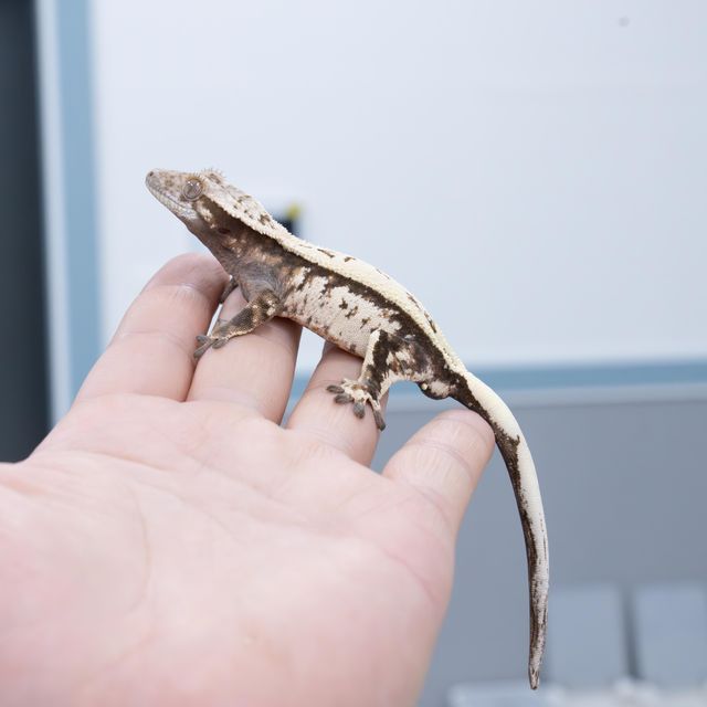 세이블