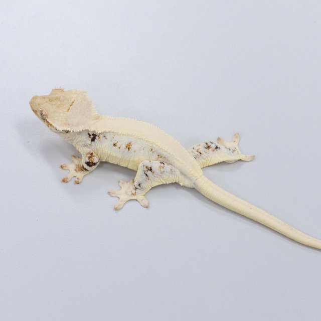 릴리화이트 100%헷초초