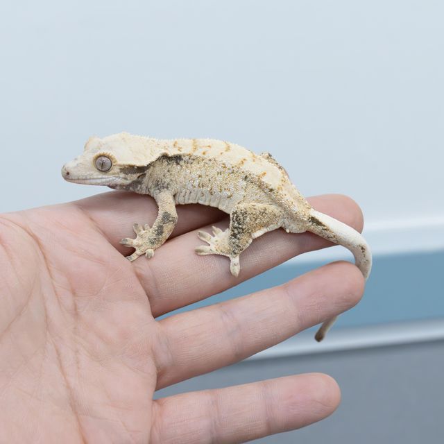 트라이 익스트림할리퀸