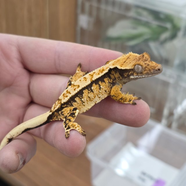 트라이 익스트림할리퀸