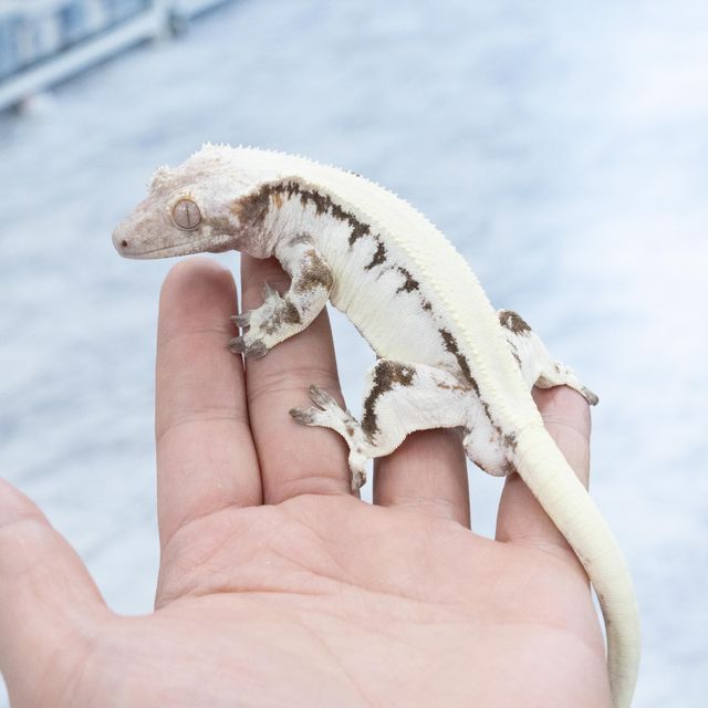 릴리 세이블