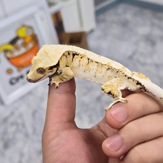 트라이 익스트림할리퀸