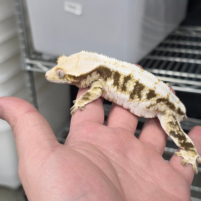 릴리100%헷아잔틱