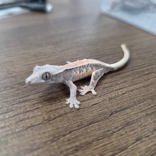 릴리 세이블 100%헷아잔틱