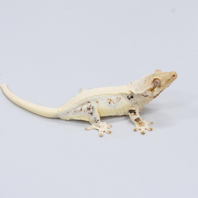 릴리화이트 100%헷초초