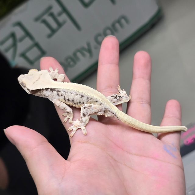릴리화이트