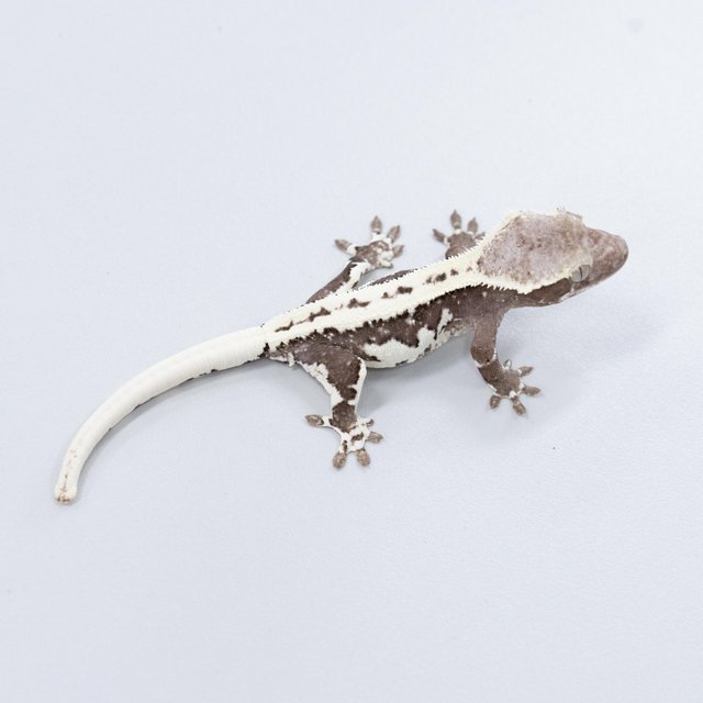릴잔틱