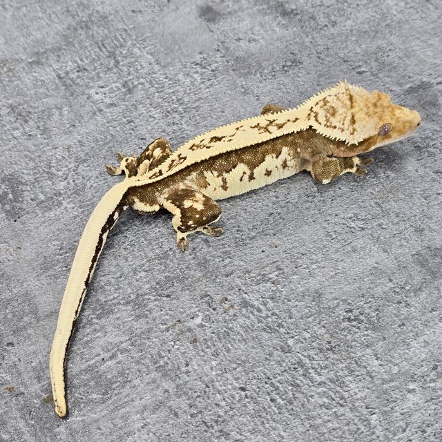 크림시클