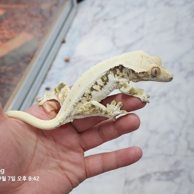 릴리화이트