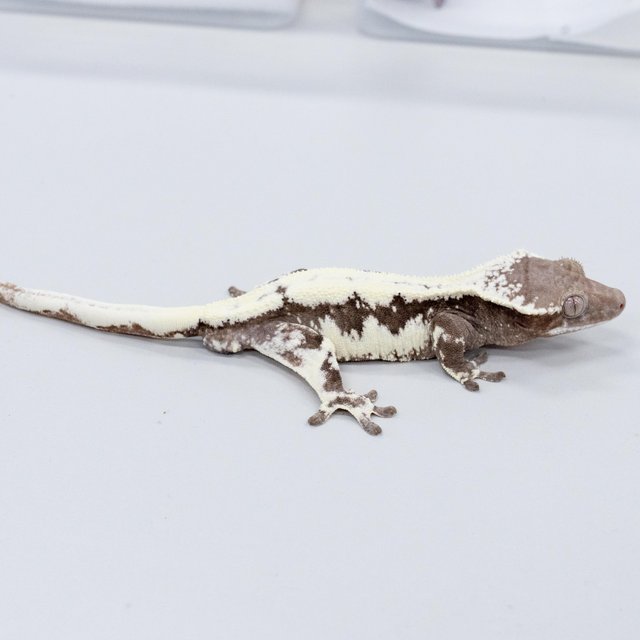 릴리 세이블 아잔틱